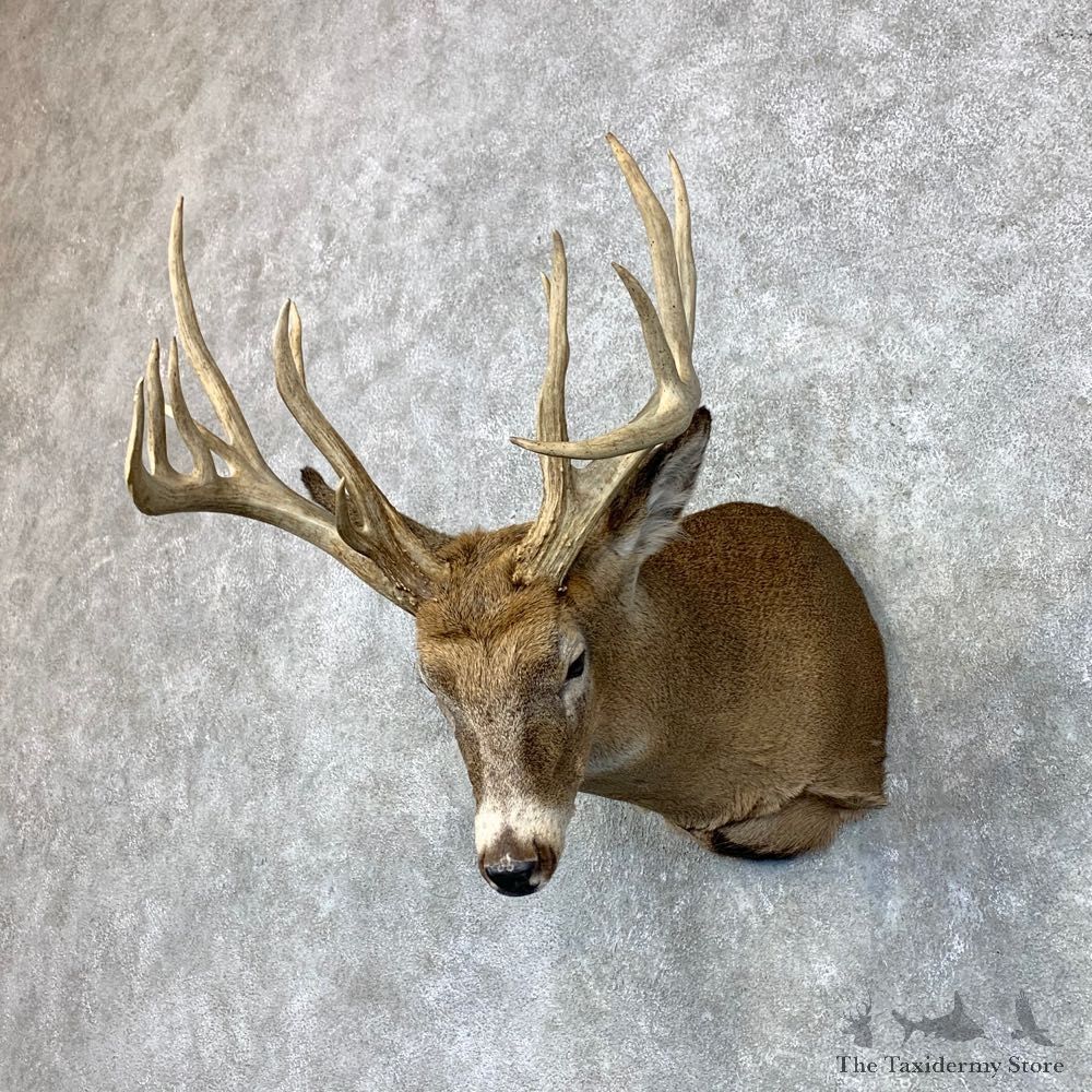 Whitetail Deer Shoulder Mount #23488 For Sale - The Taxidermy Store