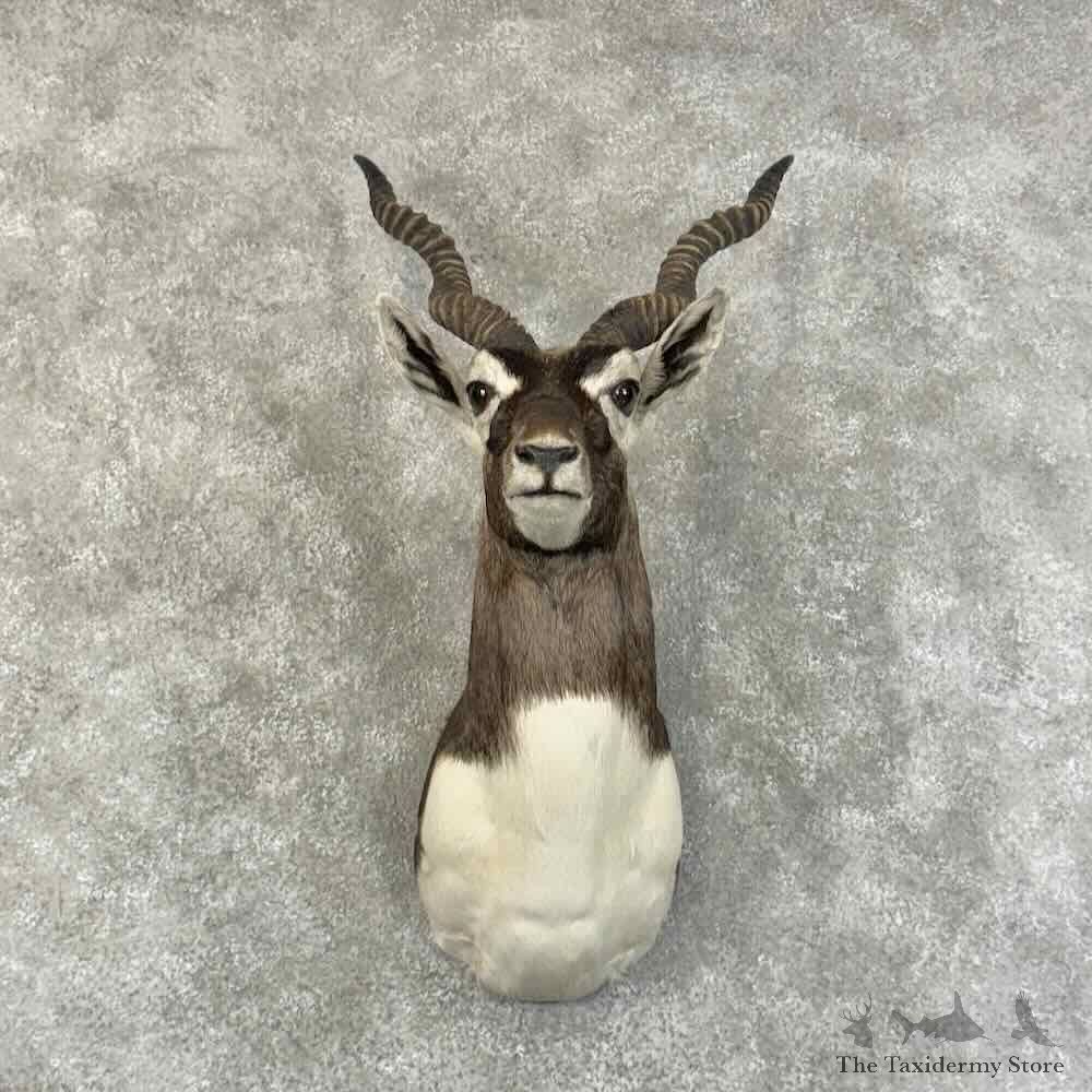 India Blackbuck Shoulder Mount For Sale #31323 @ The Taxidermy Store