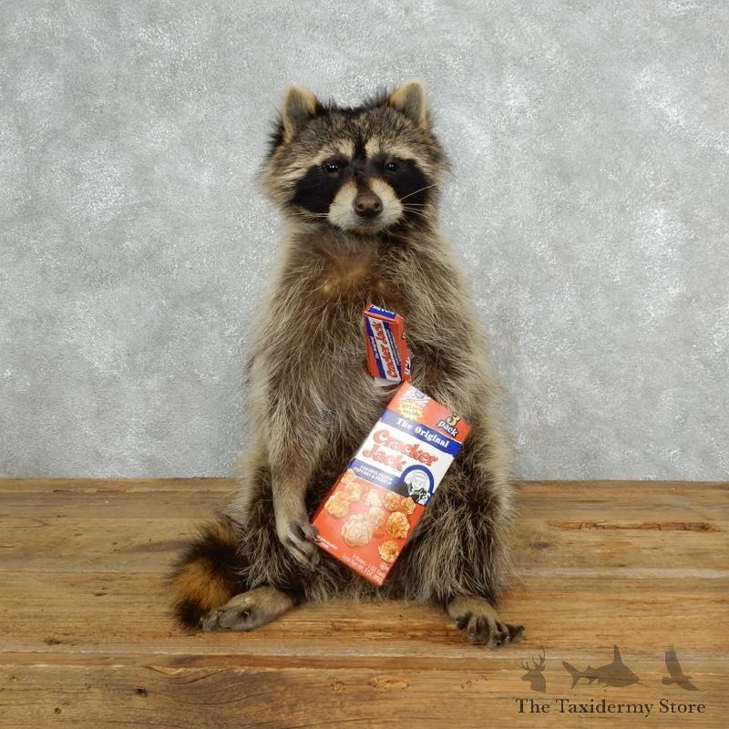 Novelty Raccoon Mount For Sale #18144 @ The Taxidermy Store