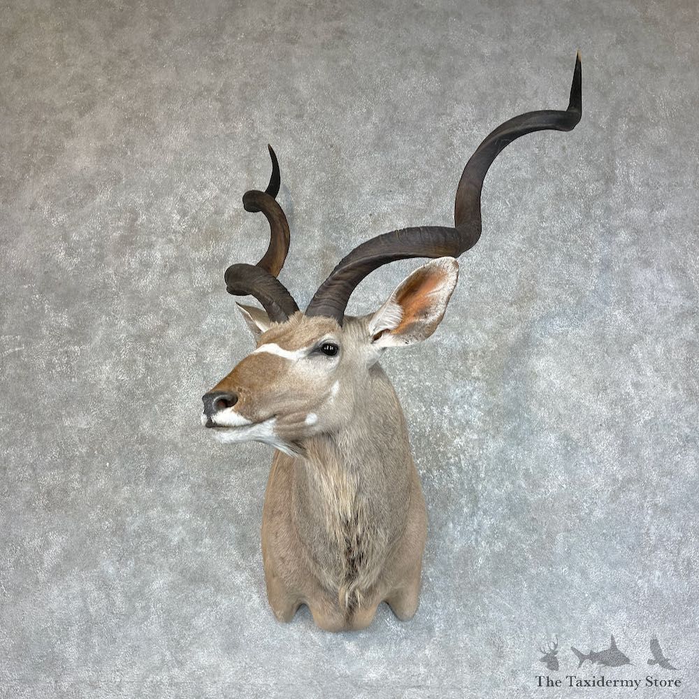 Greater Kudu Shoulder Mount For Sale #25713 @ The Taxidermy Store