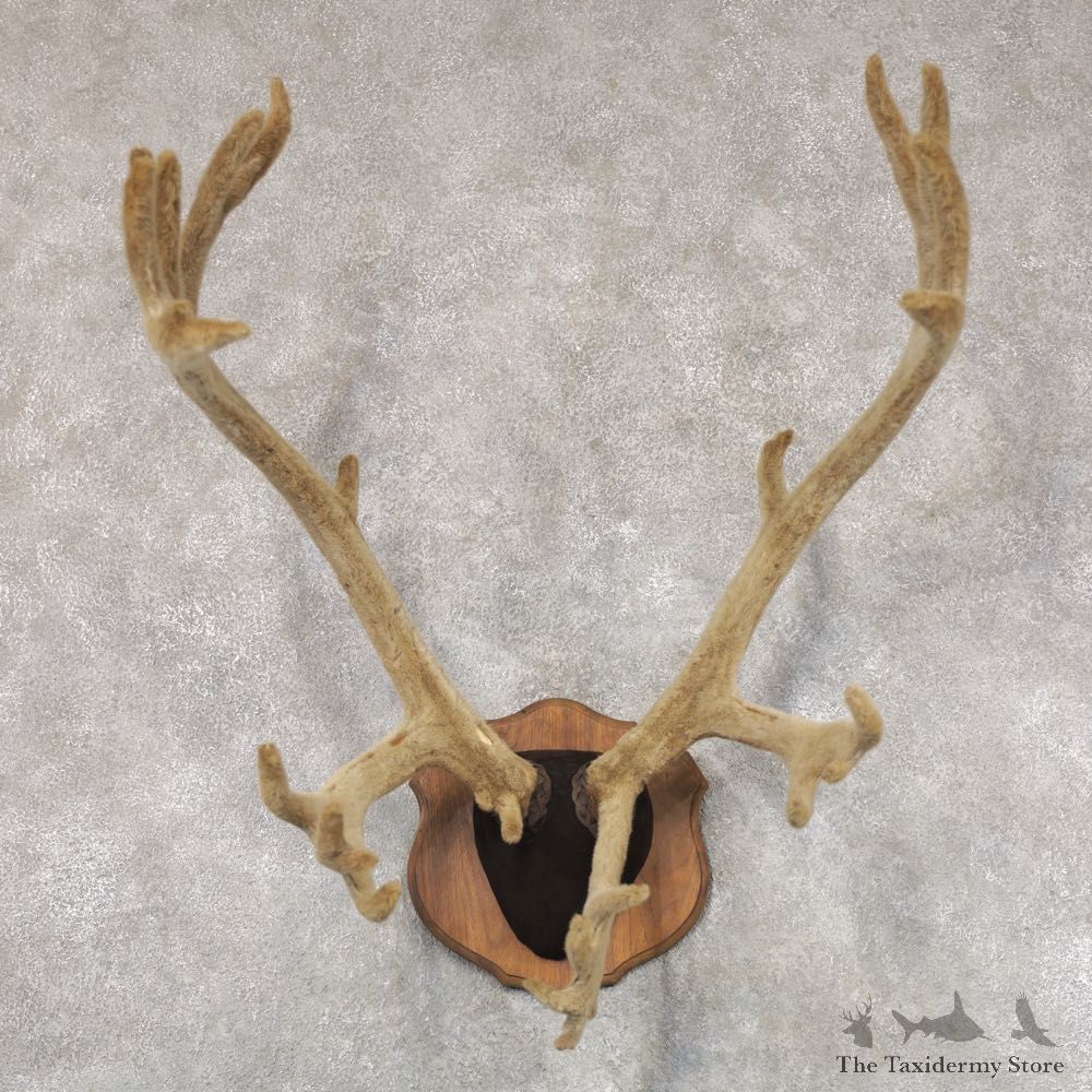 Caribou Plaque Taxidermy Mount For Sale #22351 @ The Taxidermy Store