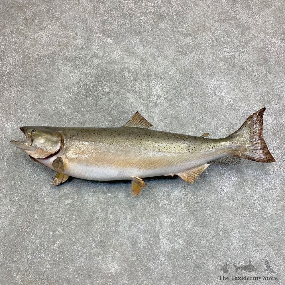 Coho Salmon Fish Mount For Sale #21946 @ The Taxidermy StoreSpawning Phase Coho Salmon Fish Mount For Sale #20575 @ The Taxidermy Store