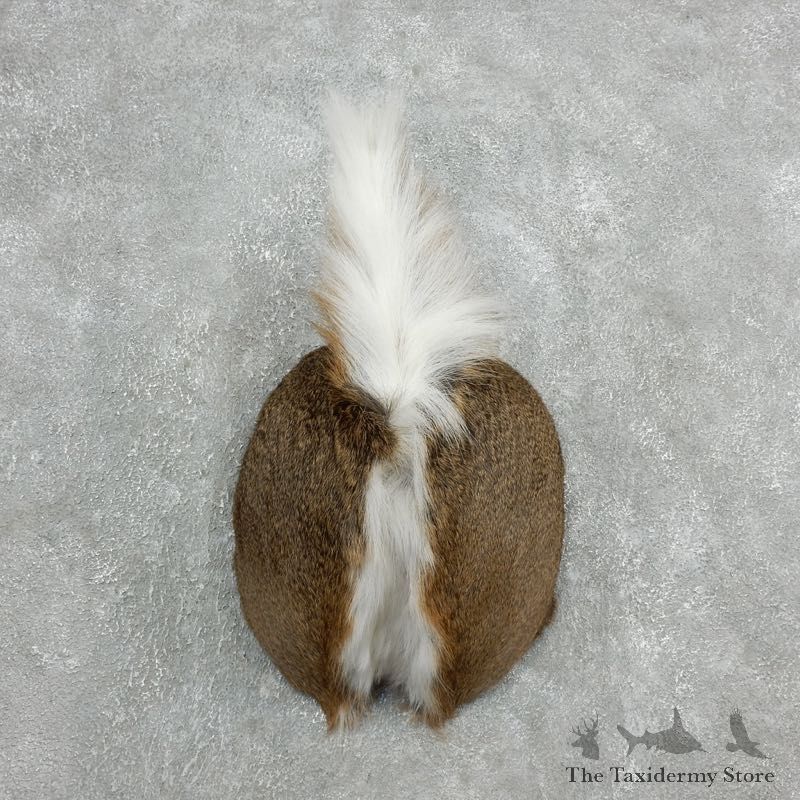 Whitetail Deer Rump Mount For Sale #18129 @ The Taxidermy Store