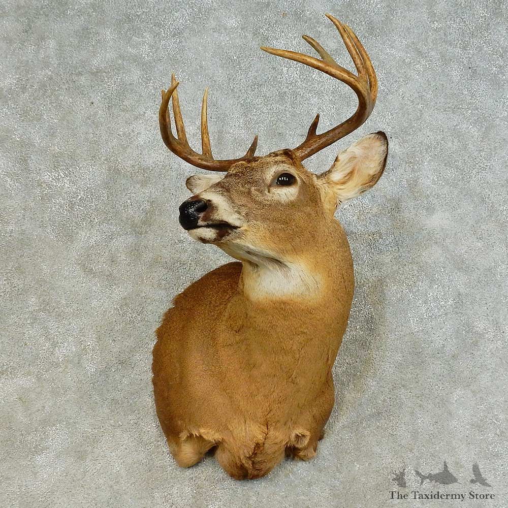 Whitetail Deer Shoulder Mount For Sale #16423 @ The Taxidermy Store