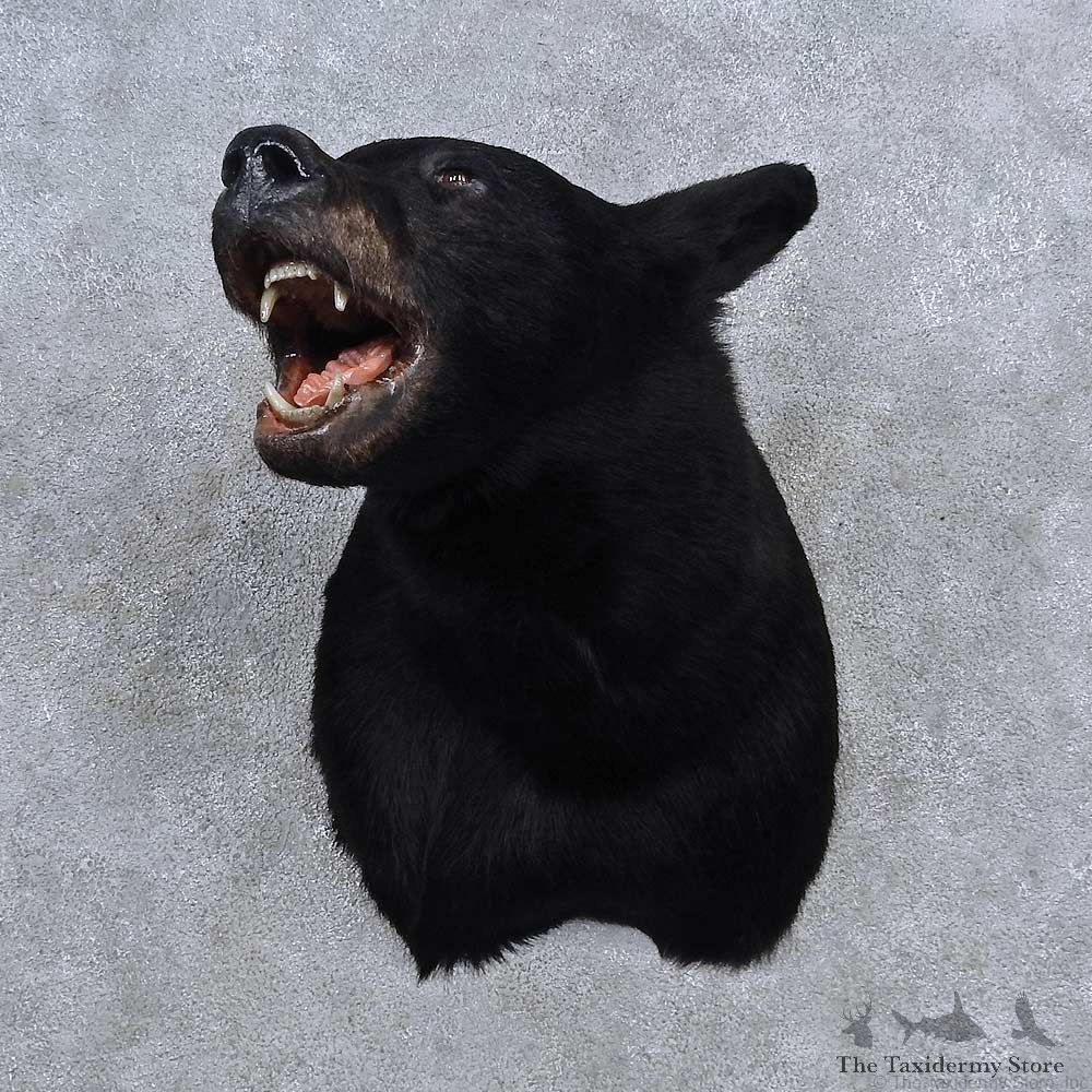 Black Bear Shoulder Mount For Sale #15679 @ The Taxidermy Store