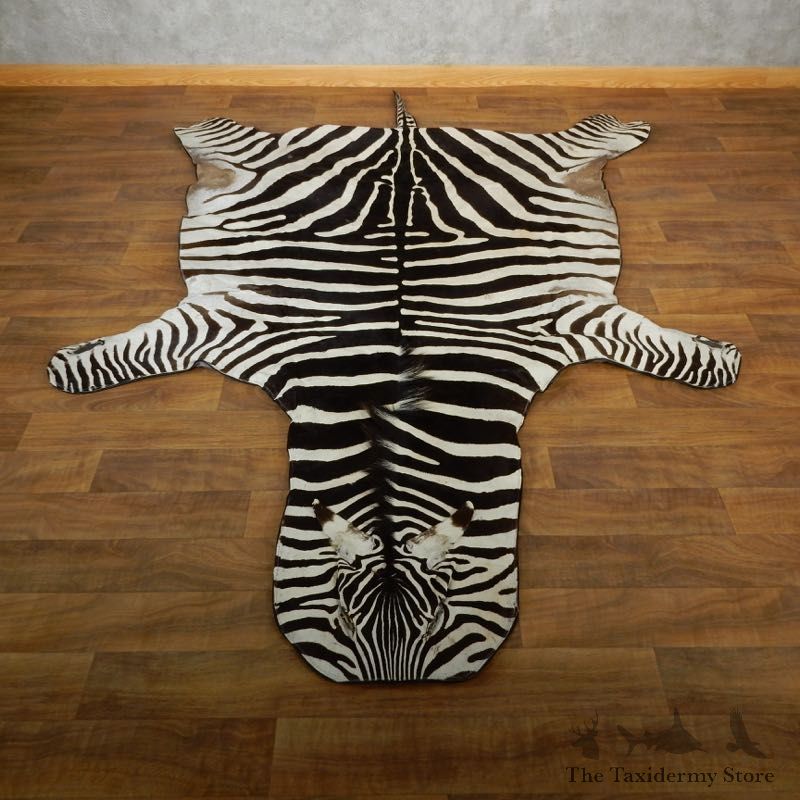 African Zebra Full-Size Taxidermy Rug For Sale #17855 @ The Taxidermy Store