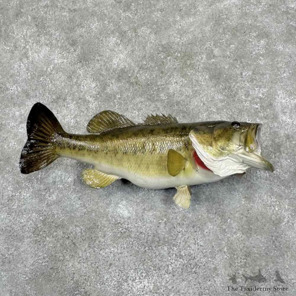 Largemouth Bass Fish Mount For Sale #30886 @ The Taxidermy Store