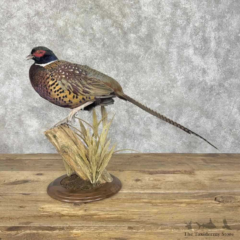 Ringneck Pheasant Bird Mount For Sale #31973 @ The Taxidermy Store