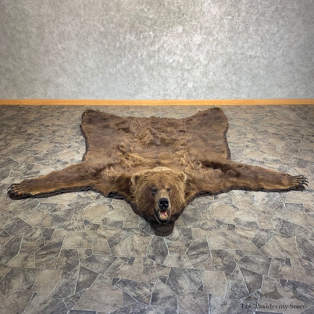 Brown Bear Full-Size Taxidermy Rug For Sale #21178 @ The Taxidermy Store