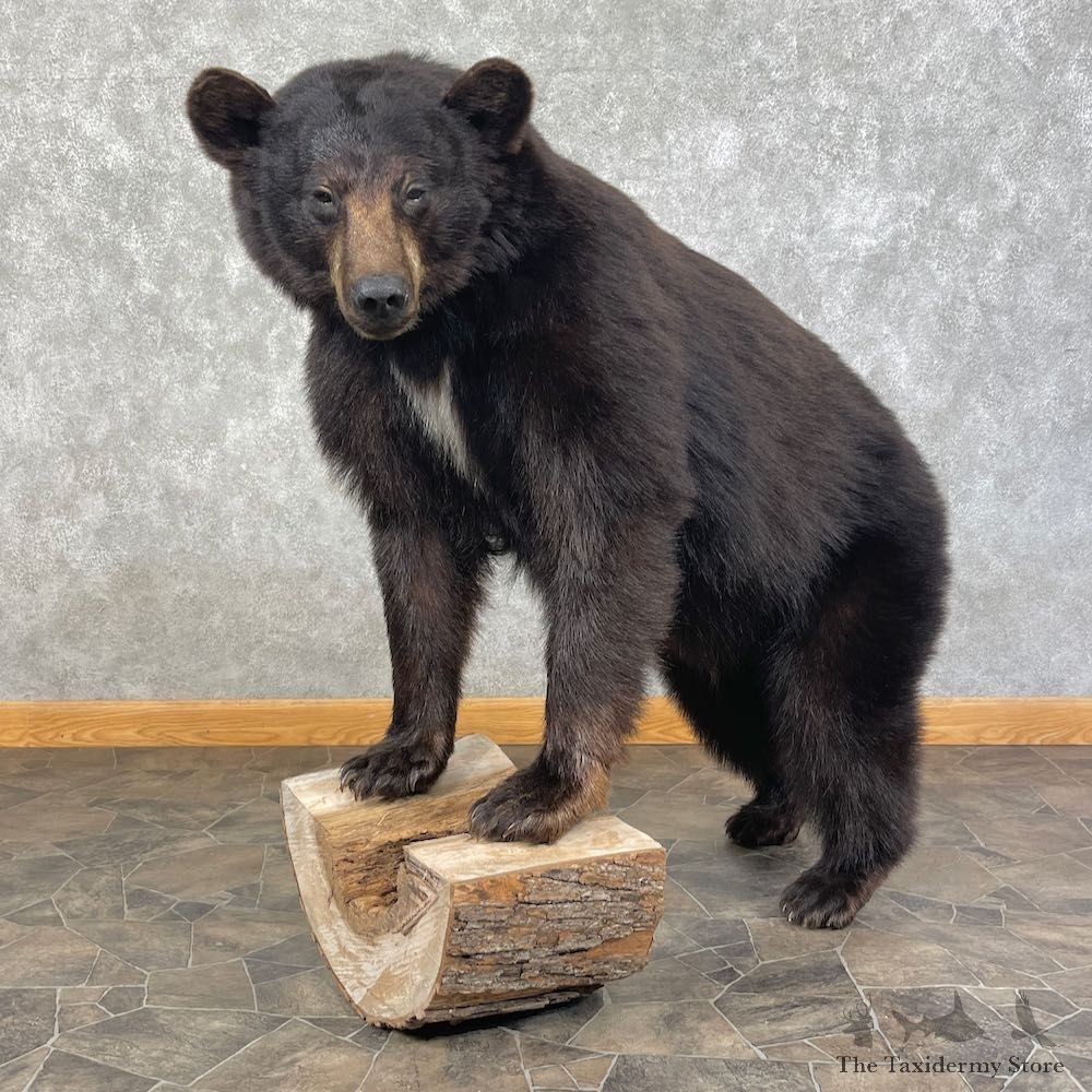Black Bear Life-Size Mount For Sale #25616 @ The Taxidermy Store