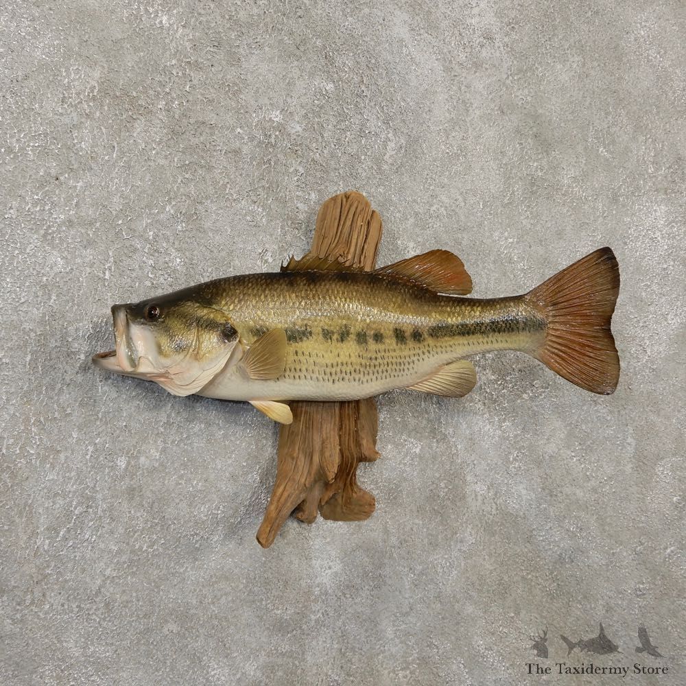 Largemouth Bass Fish Mount For Sale #20135 @ The Taxidermy Store