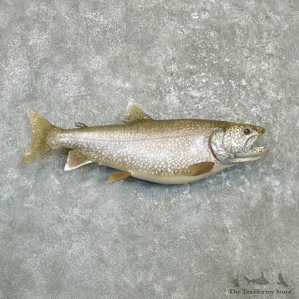Lake Trout Freshwater Fish Mount For Sale #27238 @ The Taxidermy Store