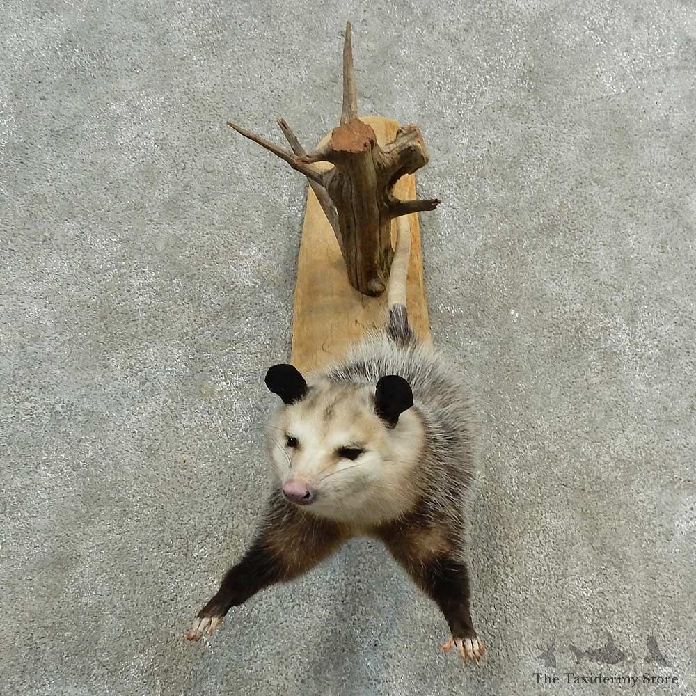 Wall=Hanging Opossum Mount For Sale #17004 @ The Taxidermy Store