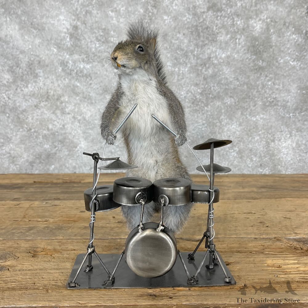 Novelty Grey Squirrel Mount For Sale #28366 @ The Taxidermy Store