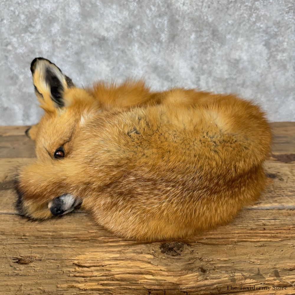 Red Fox Life-Size Mount For Sale #29515 @ The Taxidermy Store