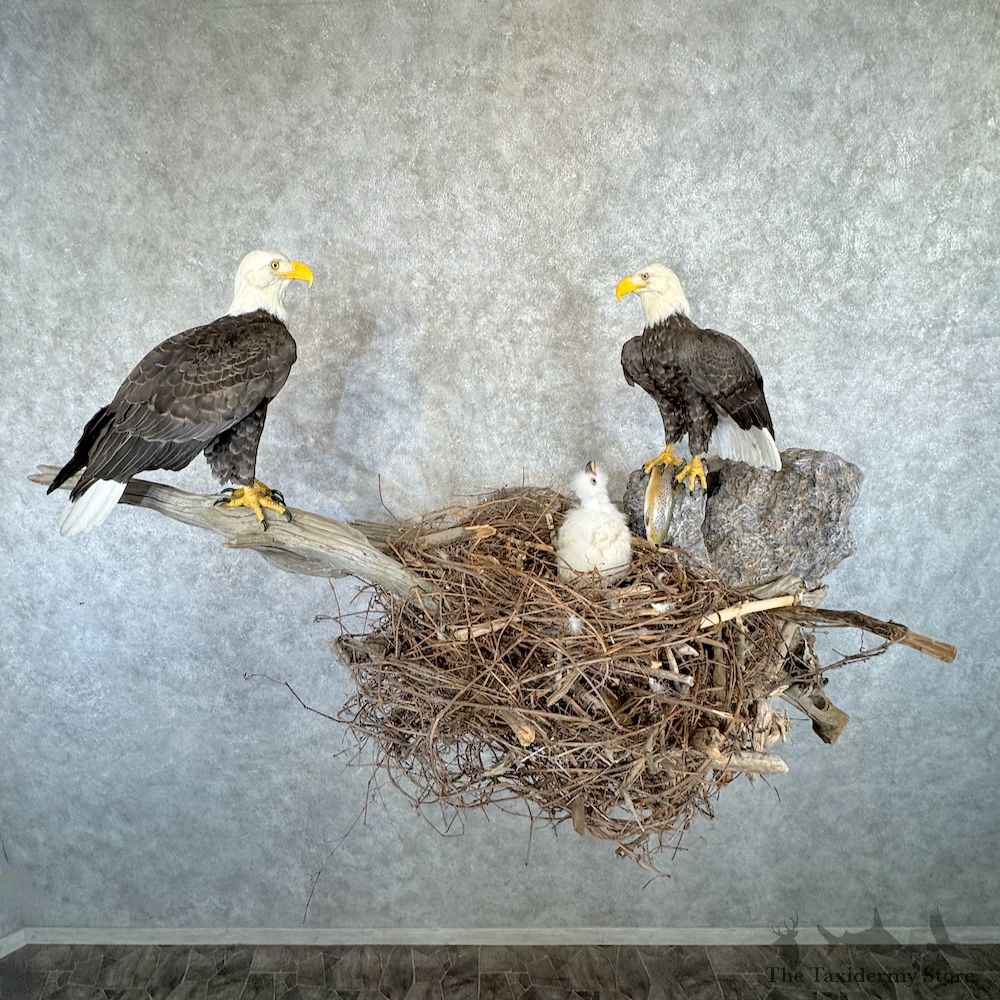 Reproduction Bald Eagle Nest Scene For Sale #30123 @ The Taxidermy Store