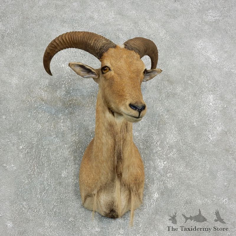 Aoudad Shoulder Mount For Sale #17633 @ The Taxidermy Store
