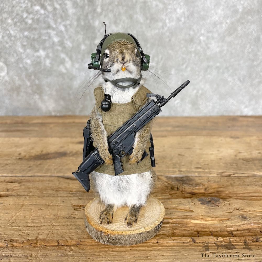 Tactical Squirrel Novelty Mount For Sale #26537 @ The Taxidermy Store