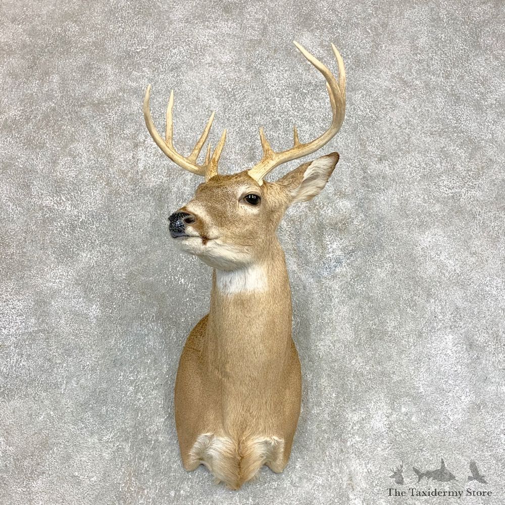 Whitetail Deer Shoulder Mount #22138 For Sale - The Taxidermy Store