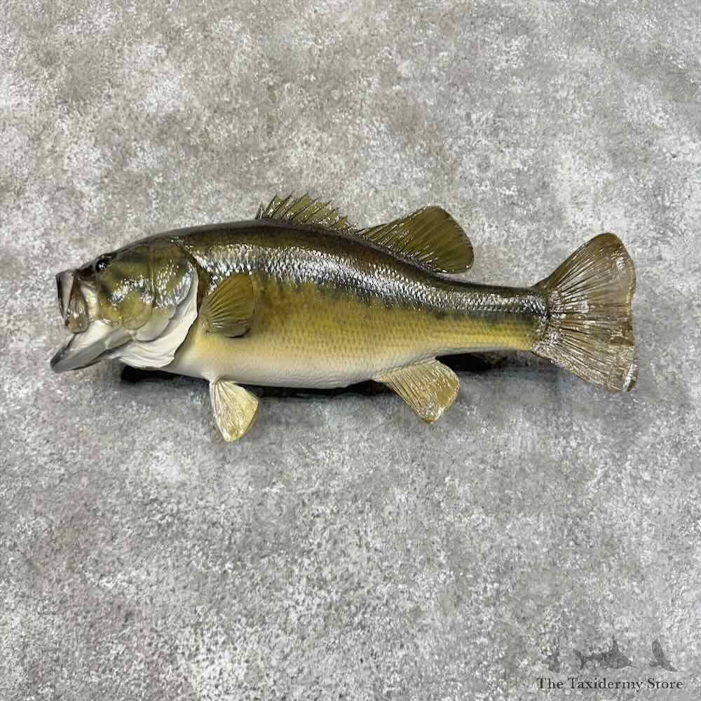 Largemouth Bass Fish Mount For Sale #31288 @ The Taxidermy Store