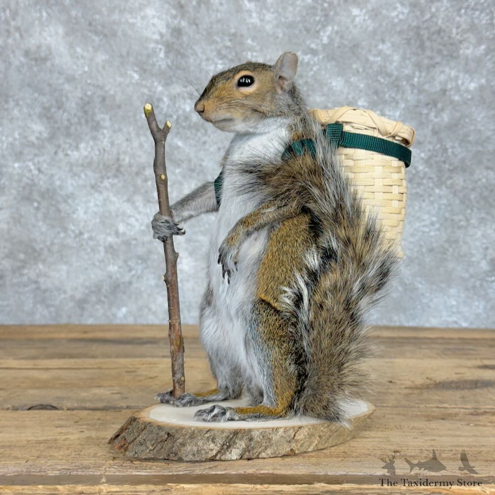 Hiking Squirrel Novelty Mount For Sale #28927 @ The Taxidermy Store