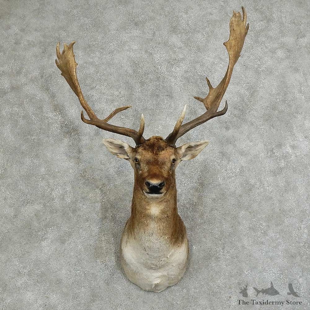 Fallow Deer Shoulder Mount For Sale #16045 @ The Taxidermy Store