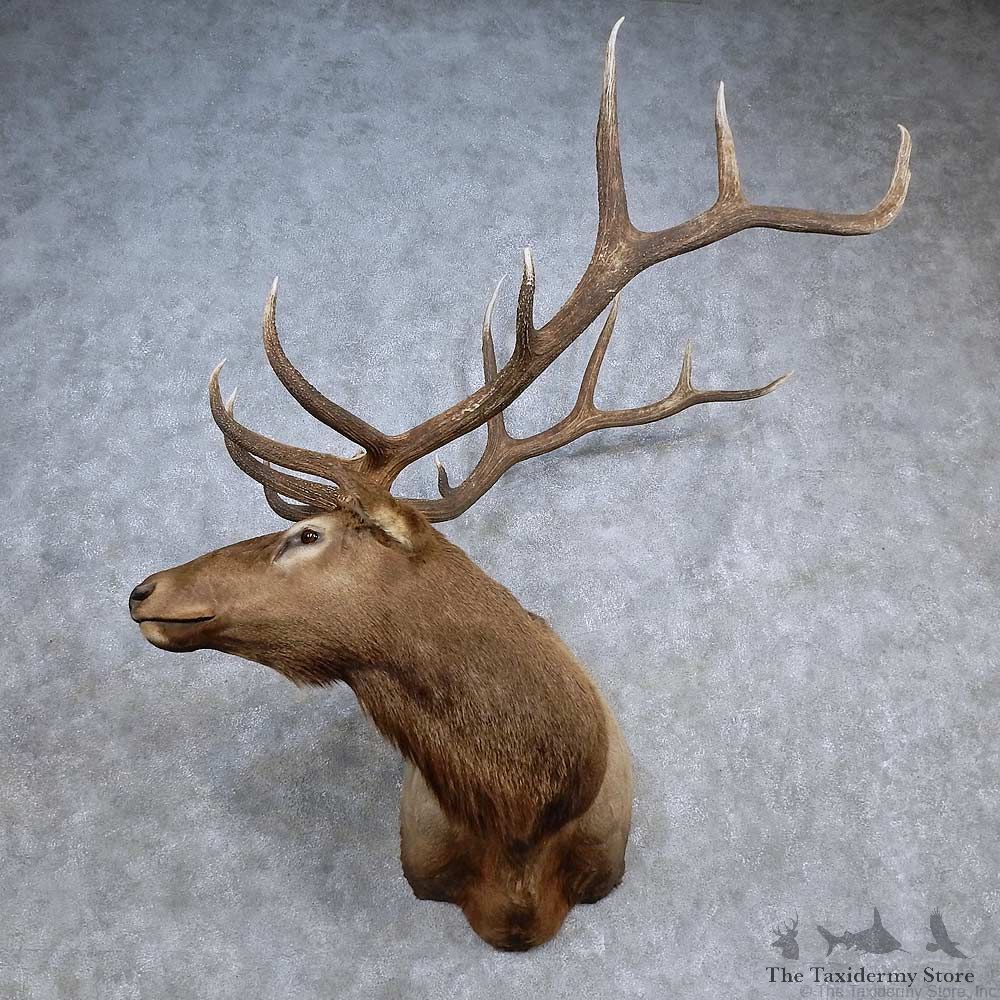Rocky Mountain Elk Shoulder Mount For Sale #15683 @ The Taxidermy Store