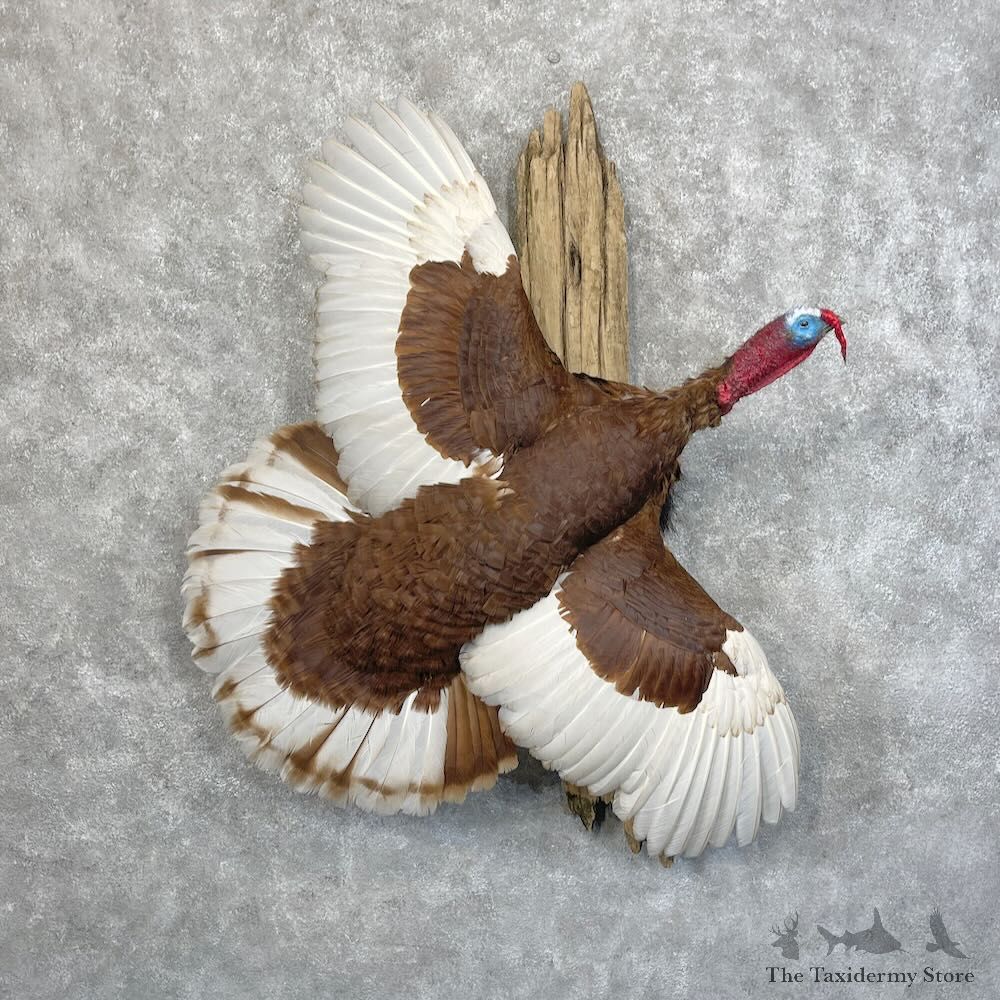 Bourbon Red Turkey Bird Mount For Sale #28497 @ The Taxidermy Store