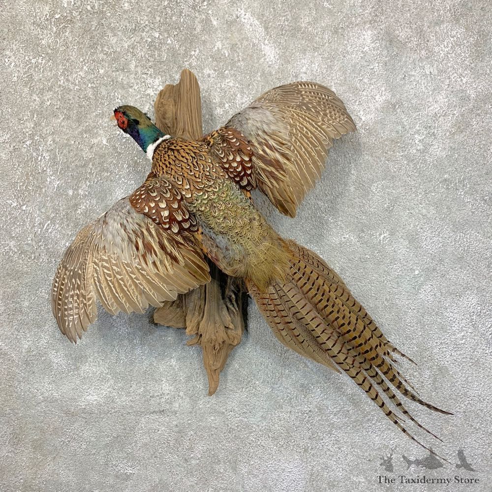 Ringneck Pheasant Bird Mount For Sale #23896 @ The Taxidermy Store