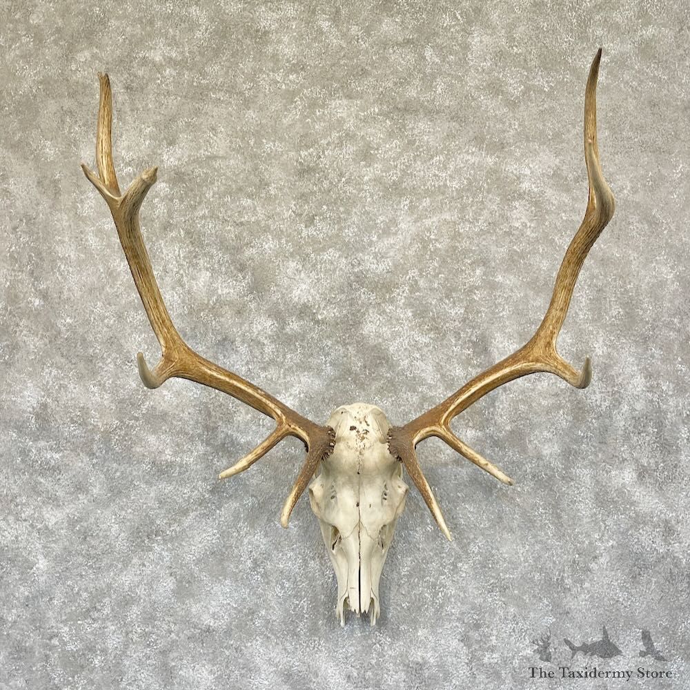 Rocky Mountain Elk Skull European Mount For Sale #28287 @ The Taxidermy Store