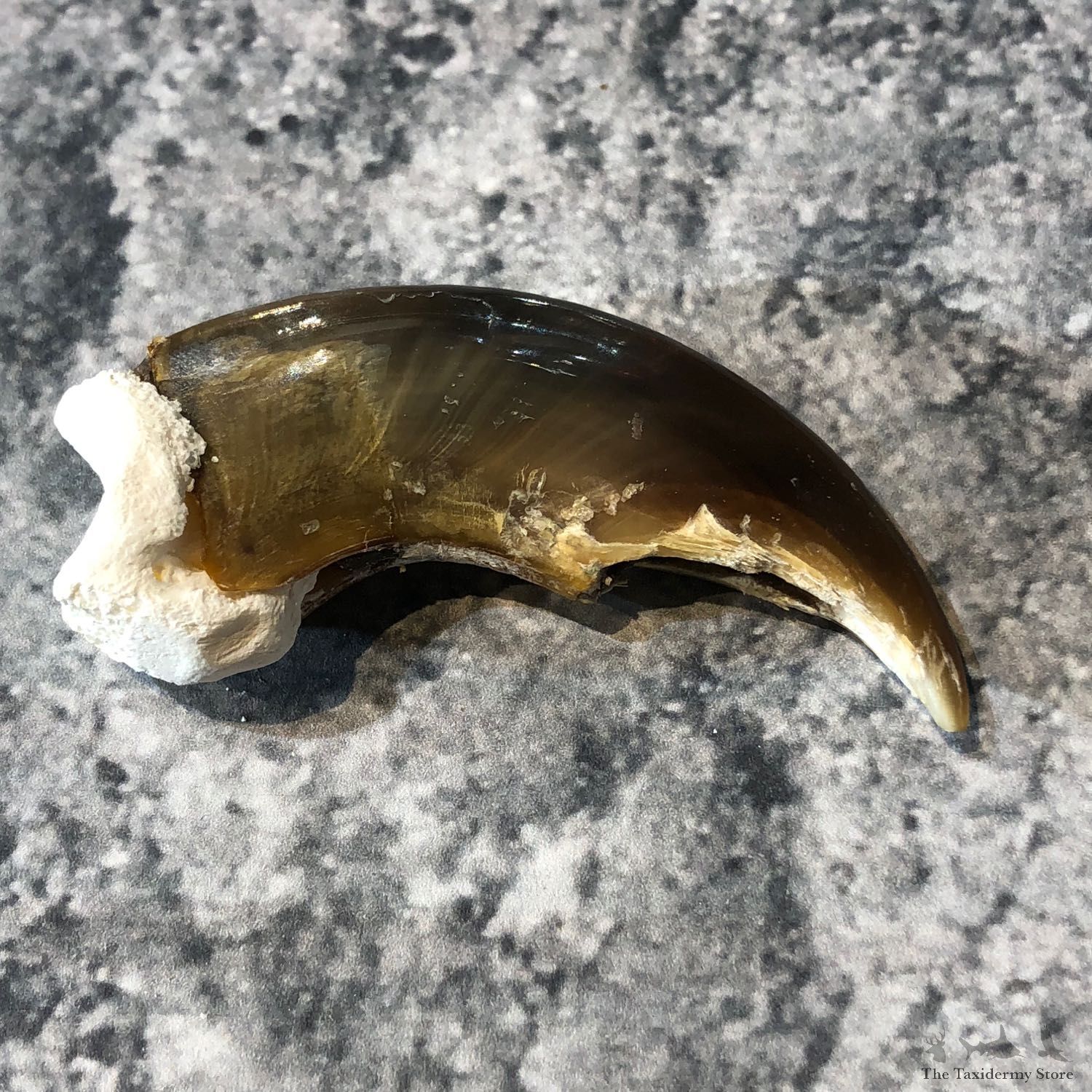 Polar Bear Claw Taxidermy For Sale #19601 - The Taxidermy Store