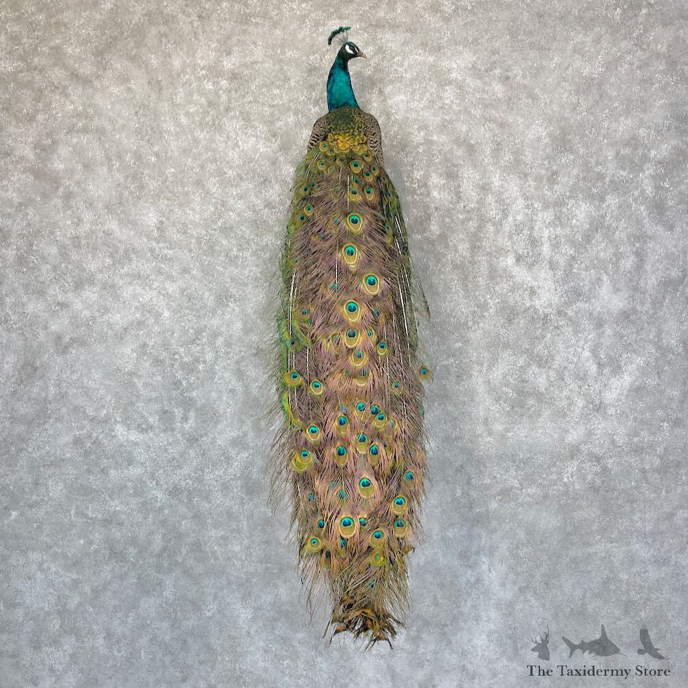 Blue Indian Peacock Bird Mount For Sale #28753 @ The Taxidermy Store
