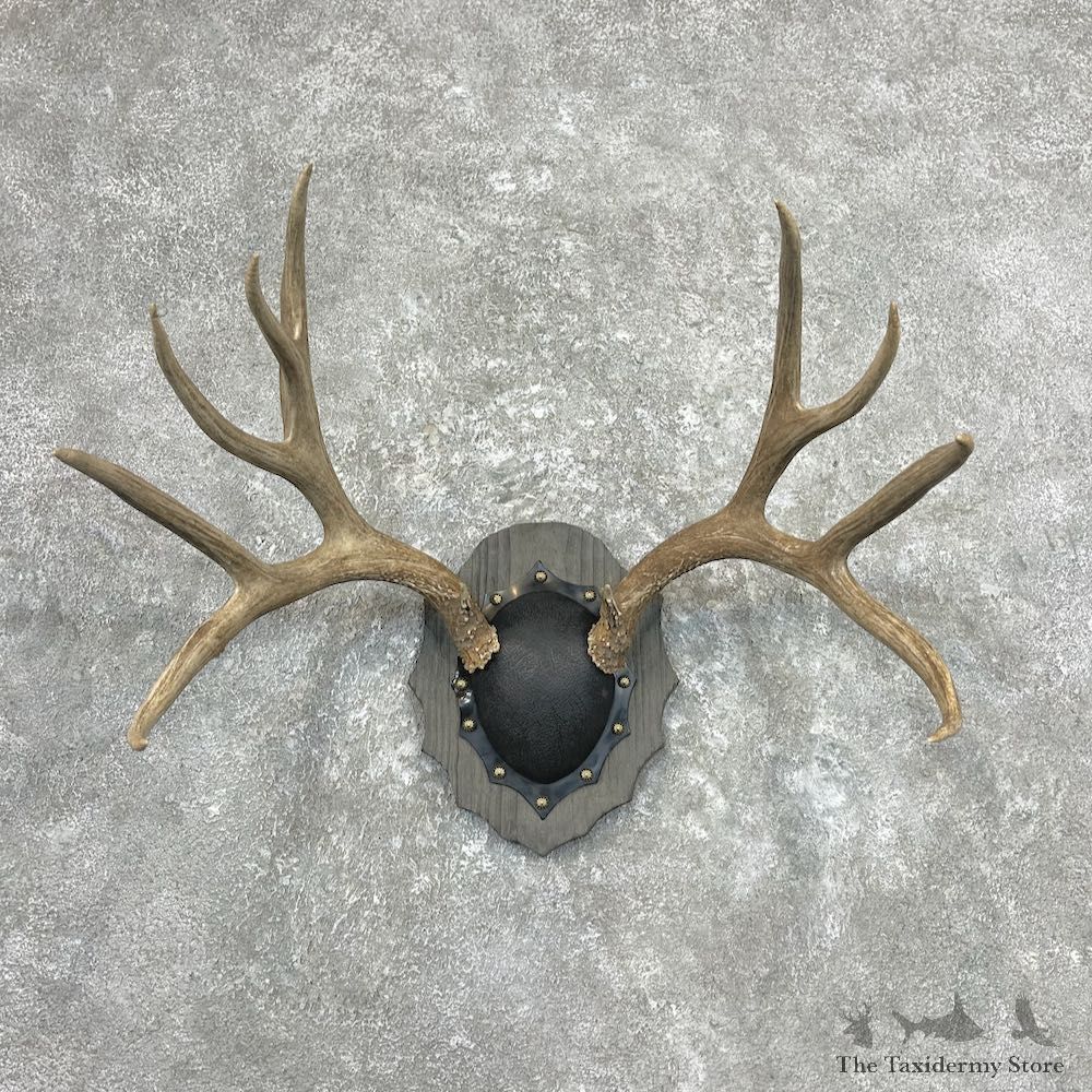 Mule Deer Antler Plaque Mount For Sale #26893 @ The Taxidermy Store