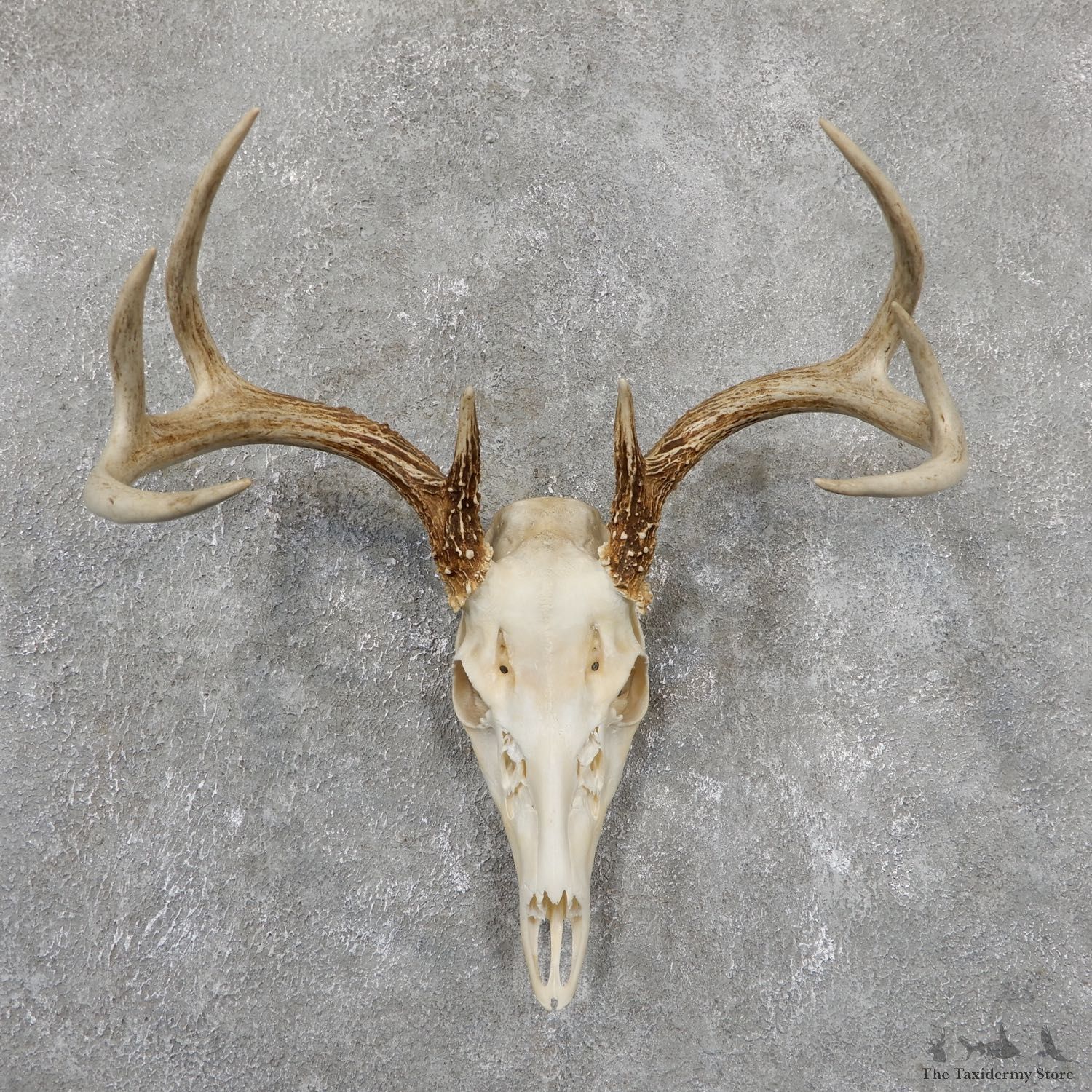 Whitetail Deer Skull European Mount For Sale #19509 @ The Taxidermy Store