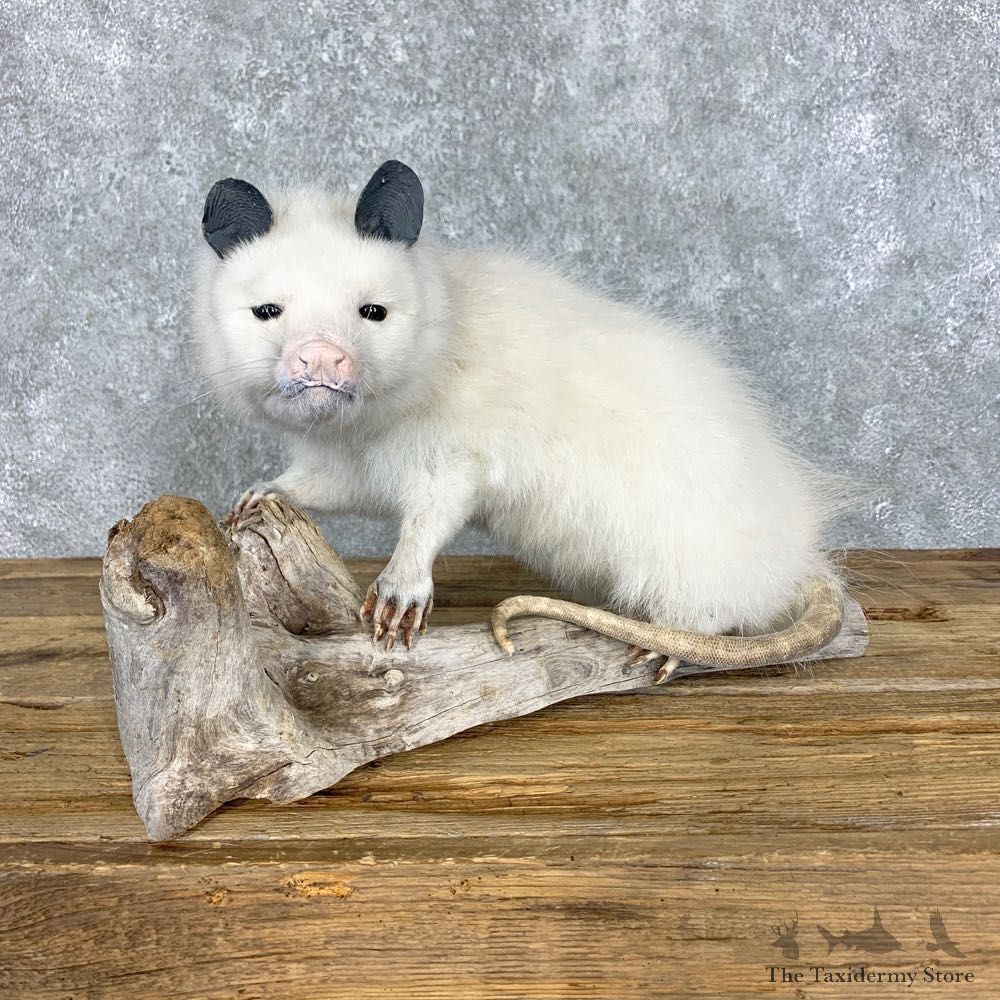 White Opossum Taxidermy Mount For Sale #23470 @ The Taxidermy Store
