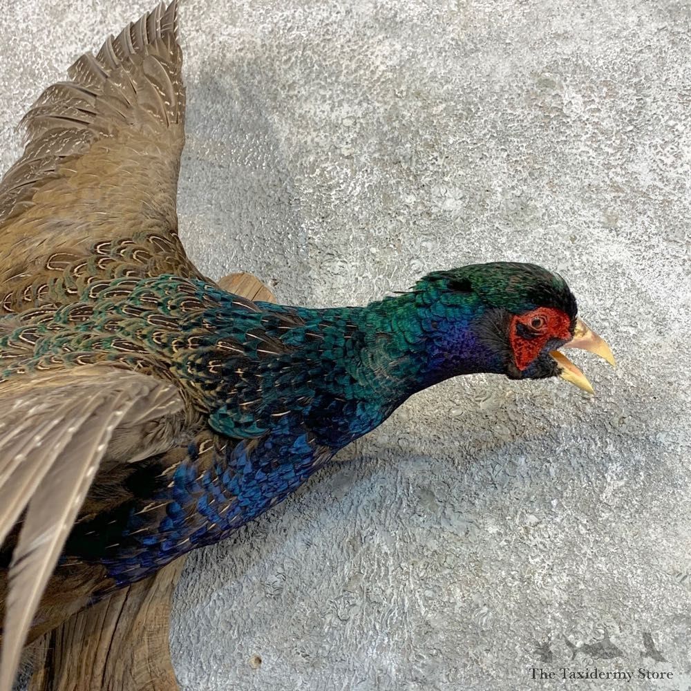 Green Pheasant Taxidermy Mount #22810 For Sale @ The Taxidermy Store