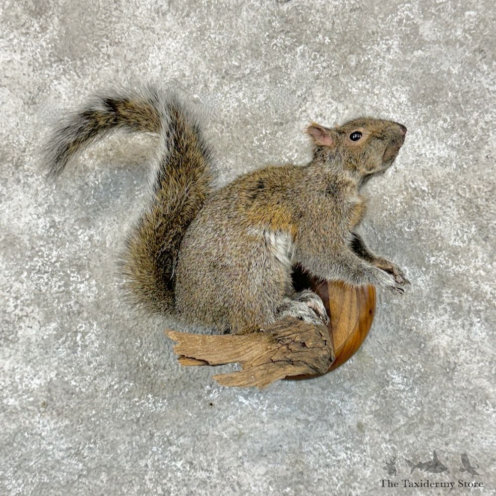 Grey Squirrel Life-Size Mount For Sale #29322 @ The Taxidermy Store