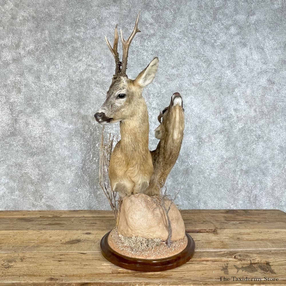 Roe Deer Taxidermy Pedestal Mount For Sale #25819 @ The Taxidermy Store