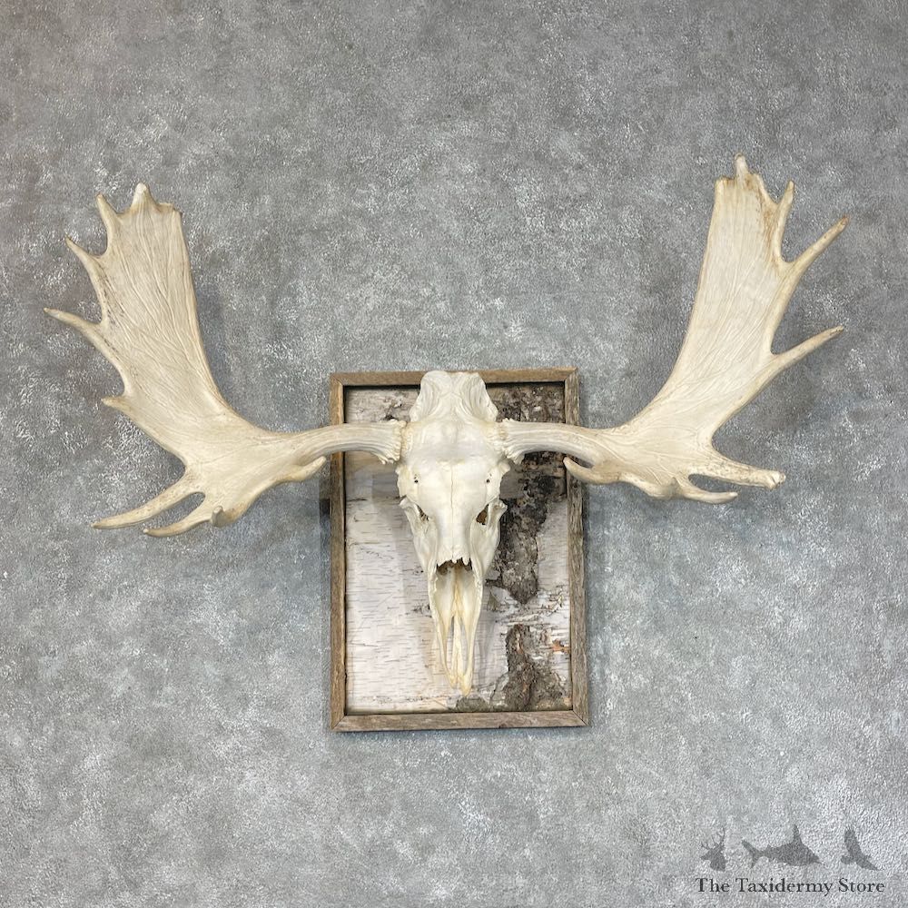 Moose Skull European Mount For Sale #25371 @ The Taxidermy Store