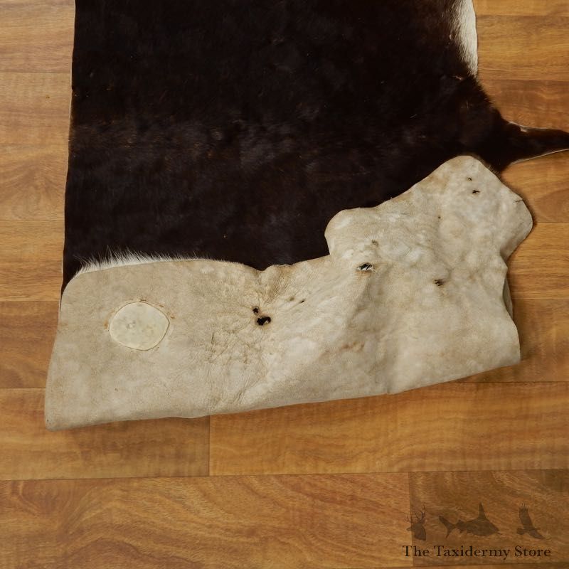 Sable Hide Taxidermy Tanned Skin For Sale #17467 @ The Taxidermy Store