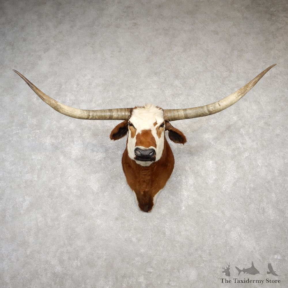 Texas Longhorn Shoulder Mount For Sale #18780 - The Taxidermy Store