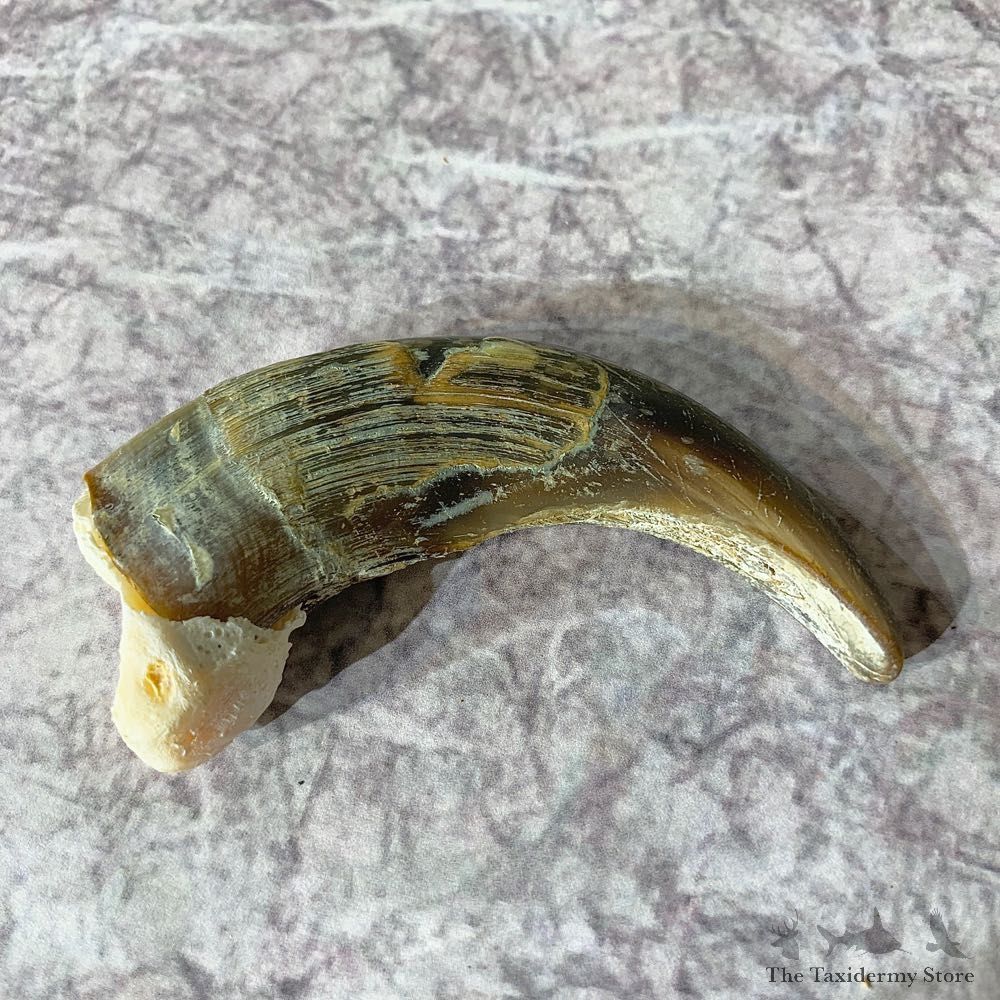 Grizzly Bear Claw For Sale #21899 - The Taxidermy Store