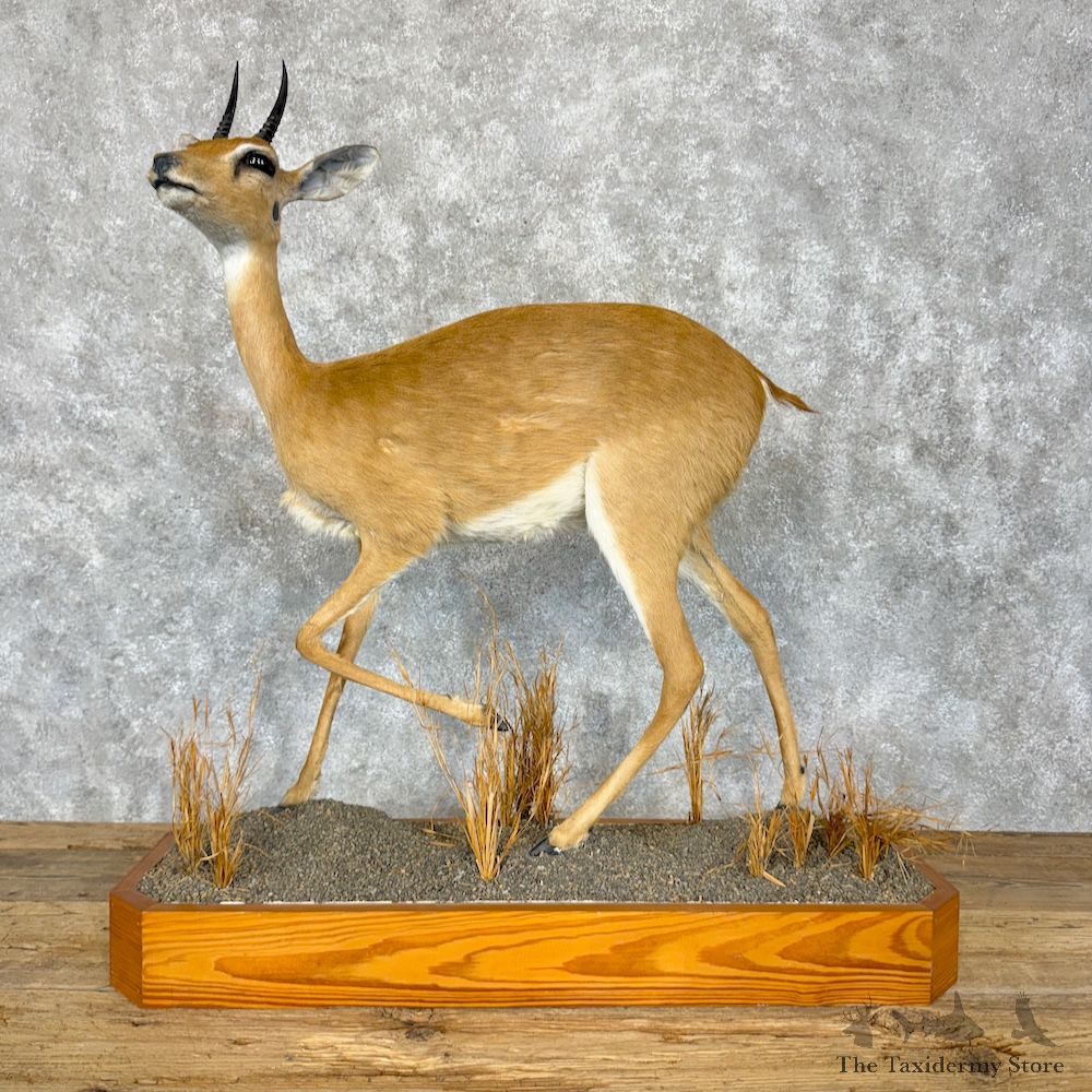 Central Oribi Life-Size Mount For Sale #29350 @ The Taxidermy Store