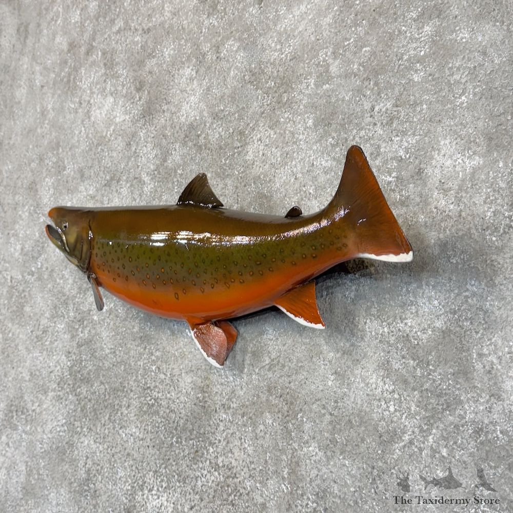Arctic Char Fish Mount For Sale #30114 @ The Taxidermy Store