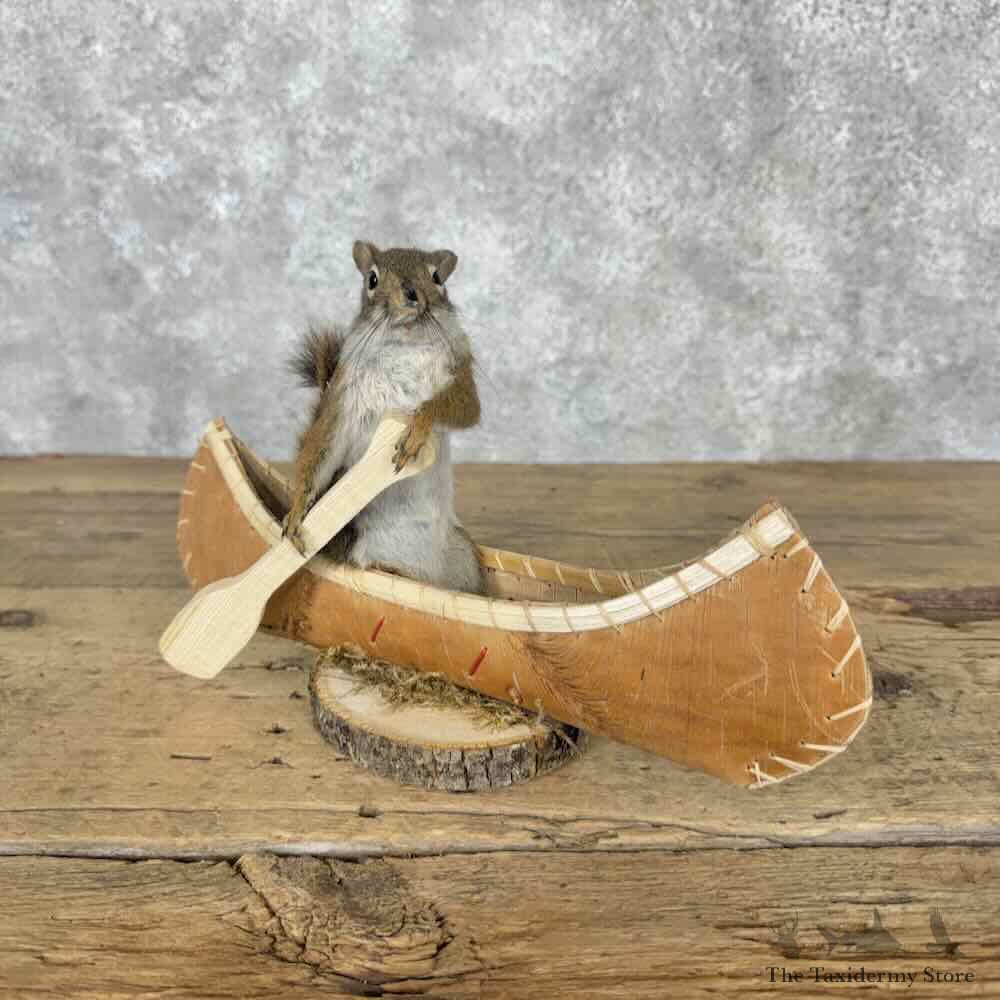 Canoeing Red Pine Squirrel Novelty Mount For Sale #31611 @ The Taxidermy Store