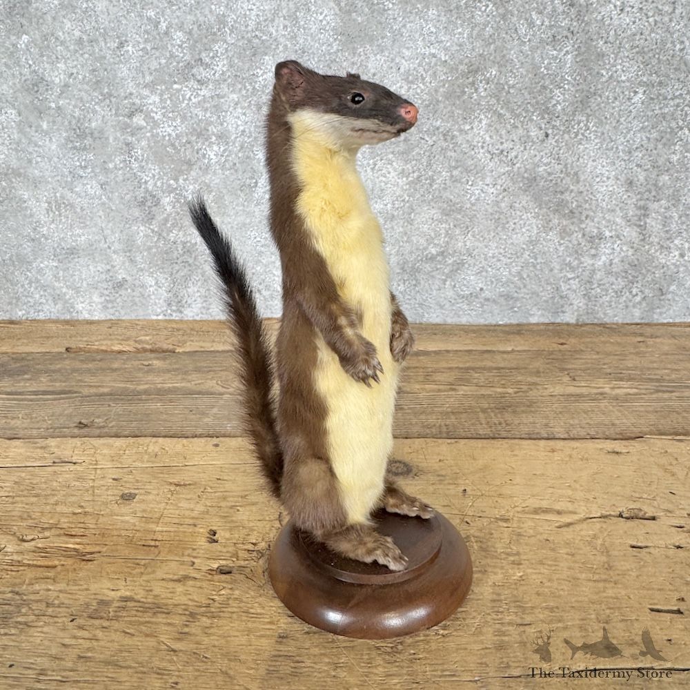 Weasel Life-Size Mount For Sale #30227 @ The Taxidermy Store