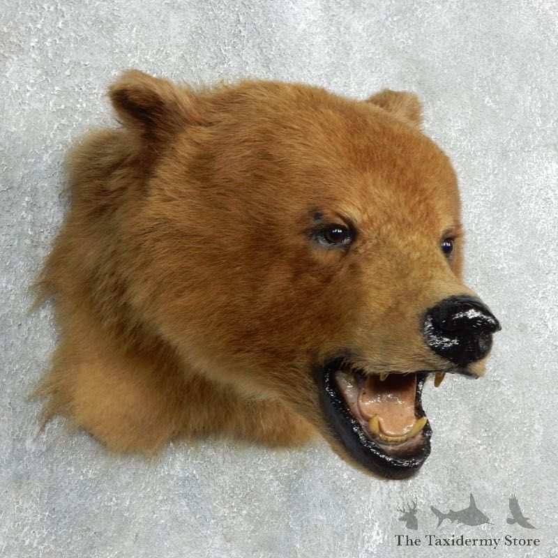 Cinnamon Black Bear Shoulder Mount For Sale #17995 @ The Taxidermy Store