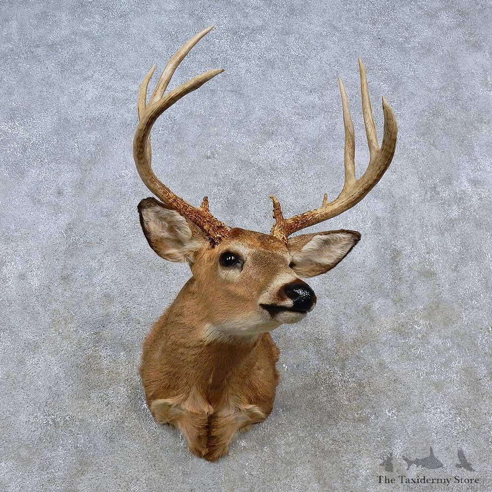 Whitetail Deer Shoulder Mount For Sale #15251 @ The Taxidermy Store