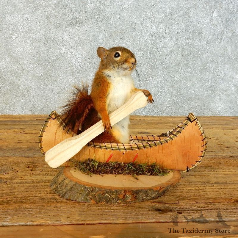 Canoe Red Squirrel Novelty Mount For Sale #18483 @ The Taxidermy Store