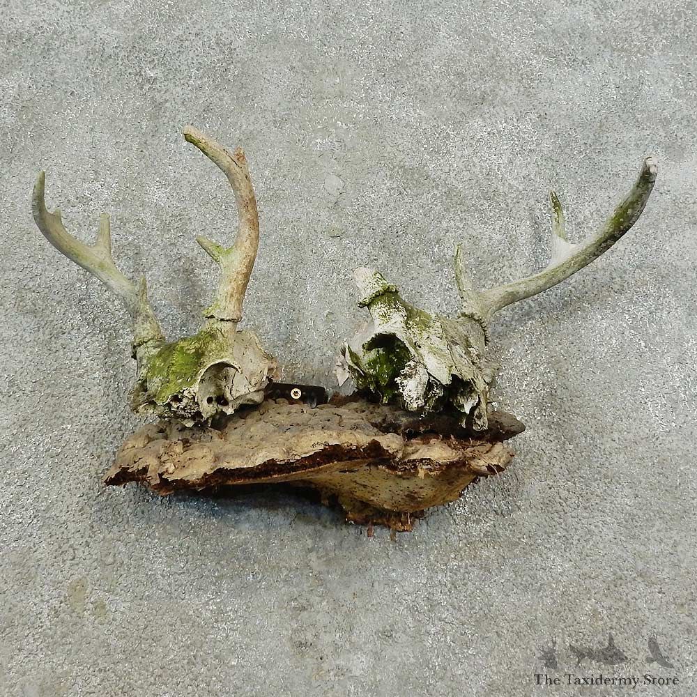 Whitetail Deer Skull & Antler Rustic Mount For Sale #16739 @ The Taxidermy Store